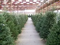 De redenen achter zowel echte als kunstmatige kerstboomtekorten · All Things Christmas